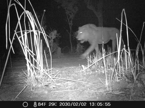 Northern Lion