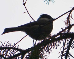 Poecile sclateri