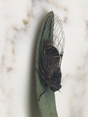 Atrapsalta furcilla