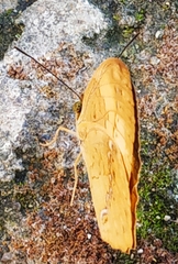 Cupha erymanthis maja