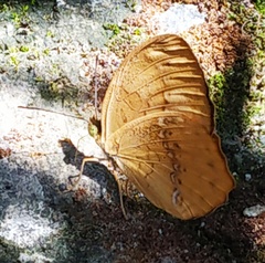 Cupha erymanthis maja