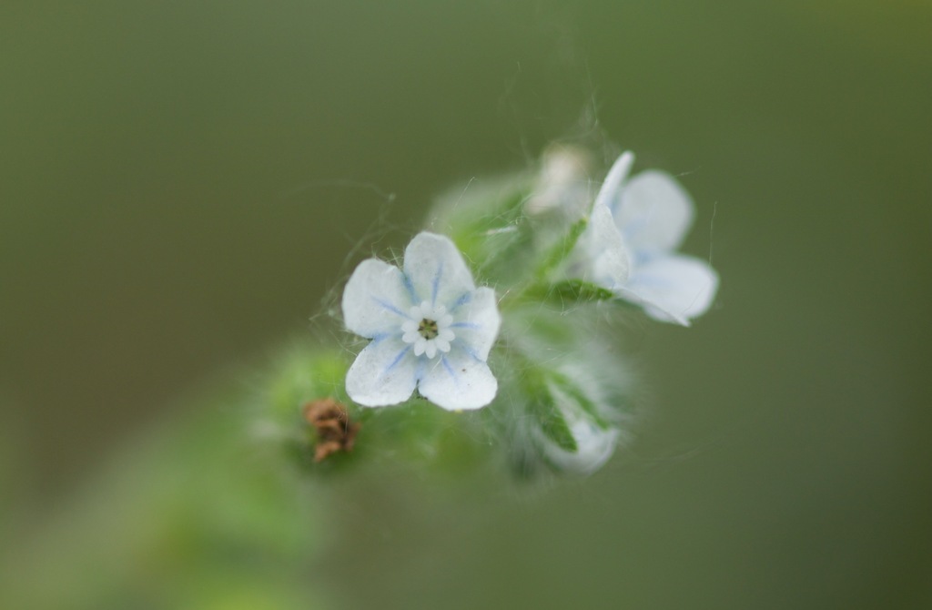 bothriospermum-chinense-from-shunyi-district-beijing-china-on-may-6