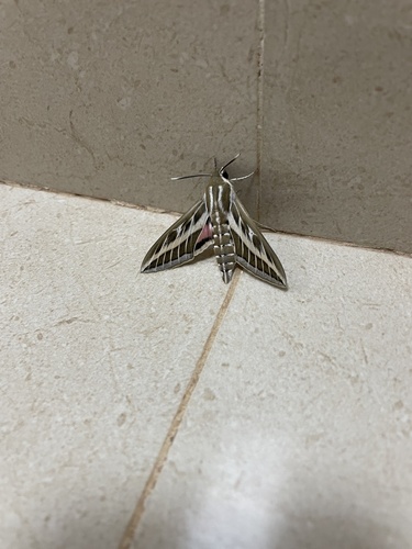 Striped Hawkmoth