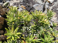 Westringia fruticosa