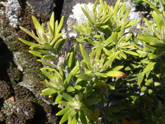 Westringia fruticosa