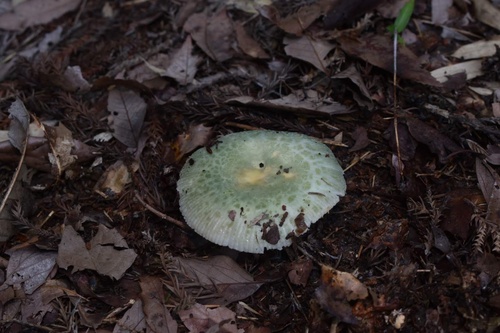 Russula virescens