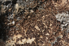 Acarospora badiofusca