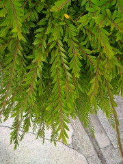 Phyllanthus myrtifolius