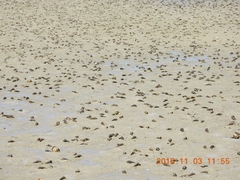Pyrazus ebeninus