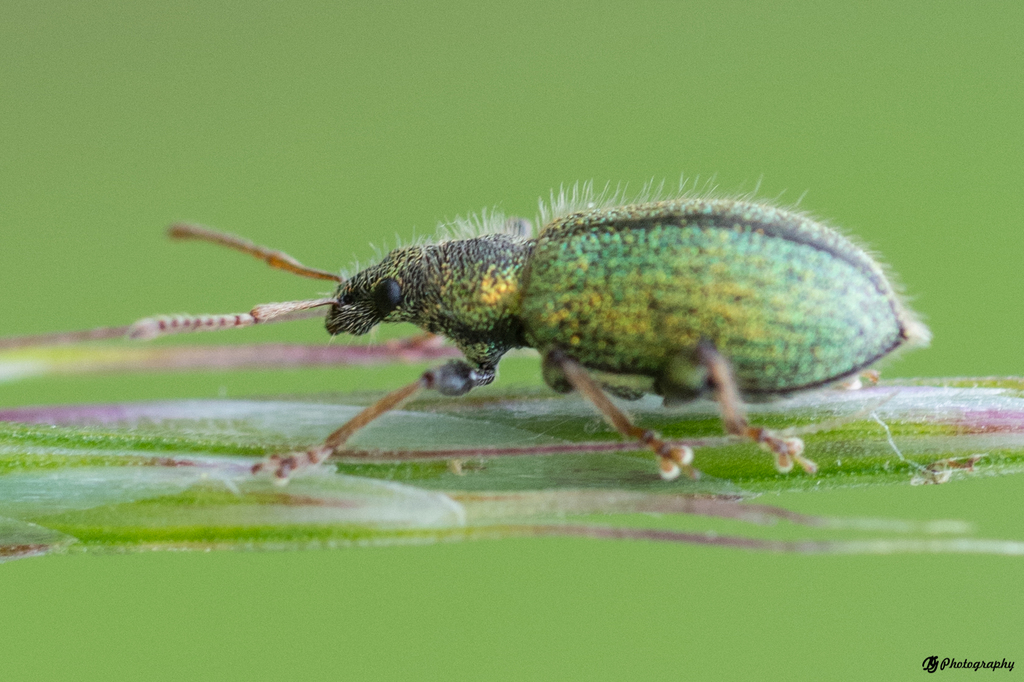Phyllobius betulinus