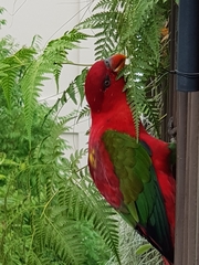Lorius garrulus