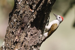 Chloropicus goertae