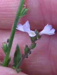 Verbena officinalis