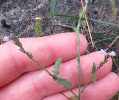 Verbena officinalis