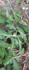 Verbena officinalis