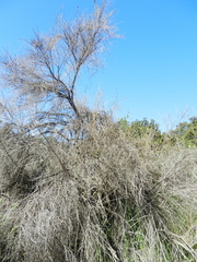 Lepidospartum squamatum