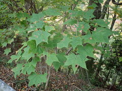 Acer pictum