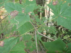 Acer pictum