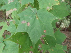 Acer pictum