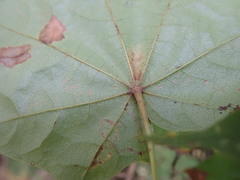 Acer pictum