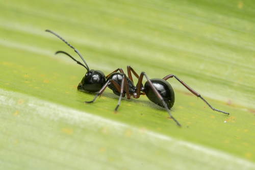 光多刺蚁Polyrhachis laevissima
