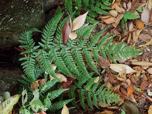 Image of Dryopteris bissetiana by (c) Yoshihiro Tokue, some rights reserved (CC BY)