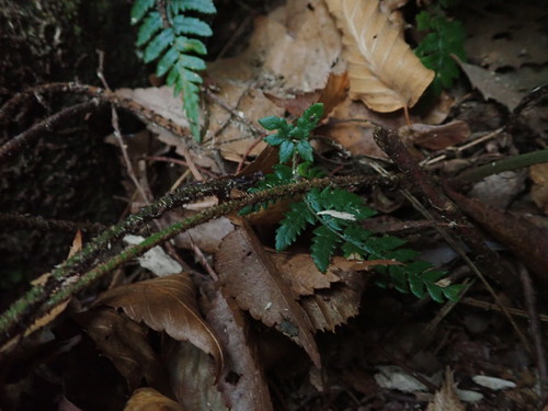 Image of Dryopteris bissetiana by (c) Yoshihiro Tokue, some rights reserved (CC BY)