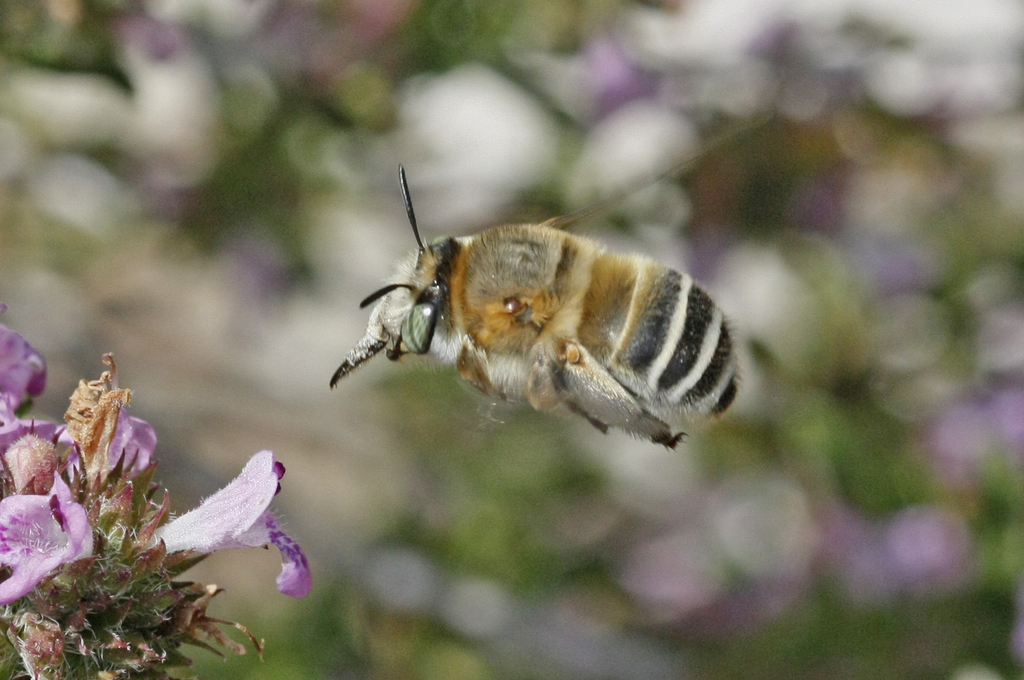 Anthophora agama