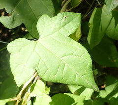 Ceratiosicyos laevis