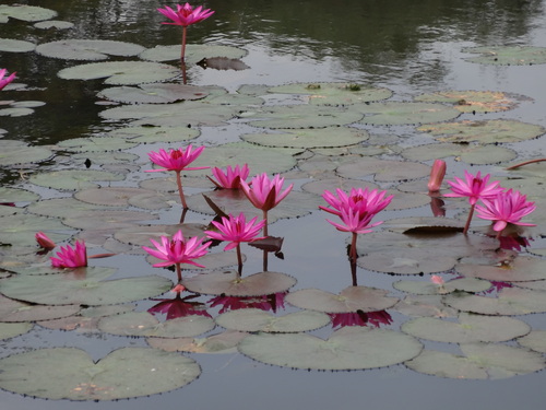 Nymphaea rubra