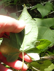 Ceratiosicyos laevis
