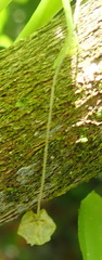Ceratiosicyos laevis