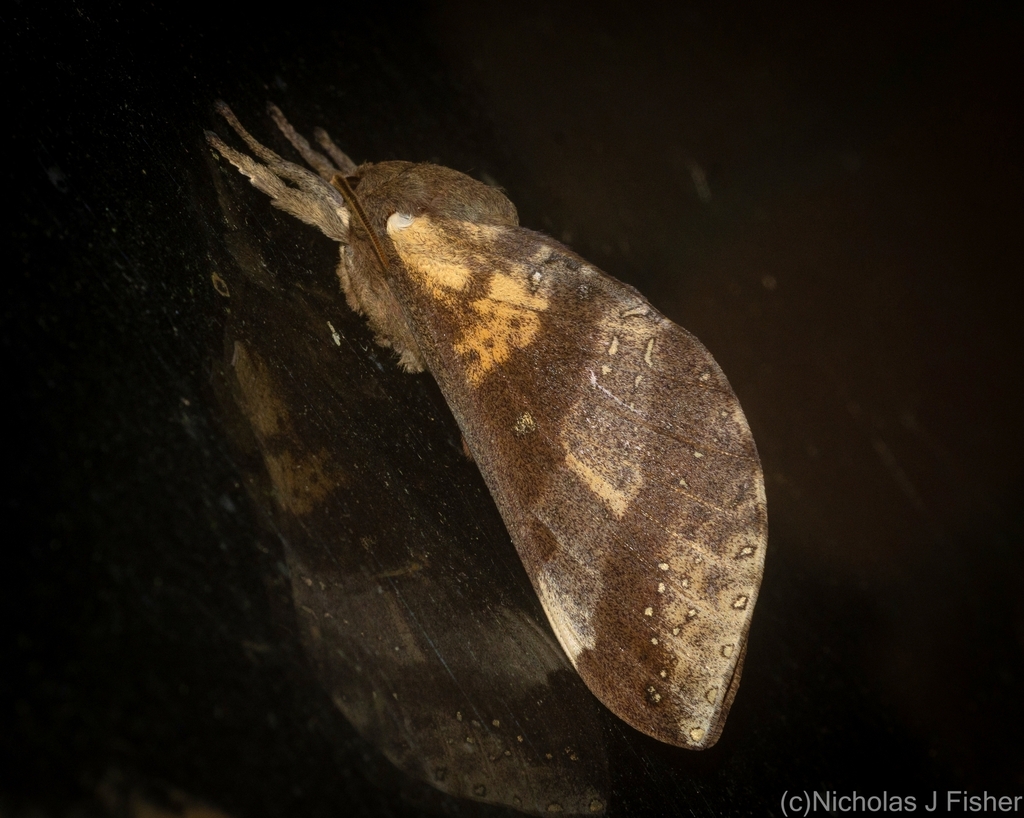 Oxycanus beltista