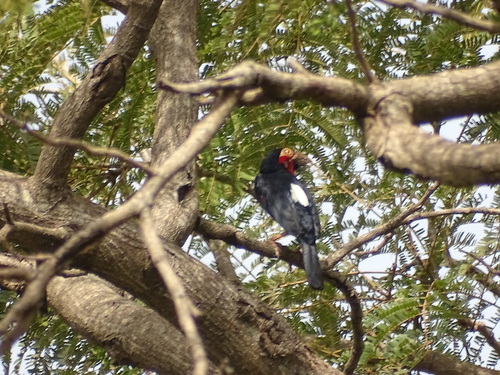 Bearded Barbet