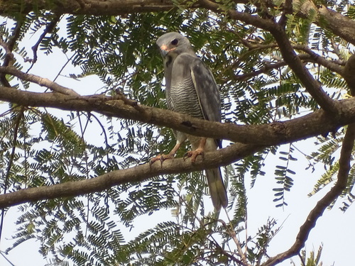Lizard Buzzard
