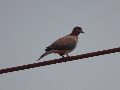 Laughing Dove
