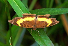 Junonia elgiva