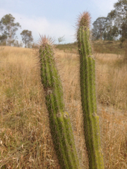 Nyctocereus serpentinus