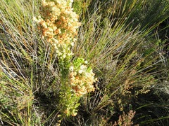 Erica floccifera