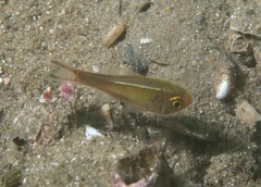 Optivus agastos
