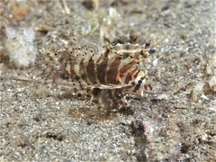 Dendrochirus brachypterus