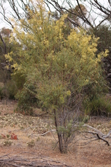 Acacia victoriae