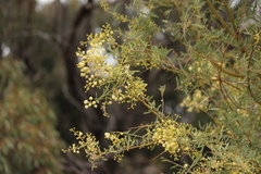 Acacia victoriae