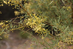 Acacia victoriae