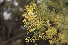 Acacia victoriae