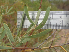 Acacia victoriae