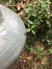 Choutagus longicephalus