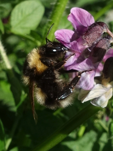Small Garden Bumblebee