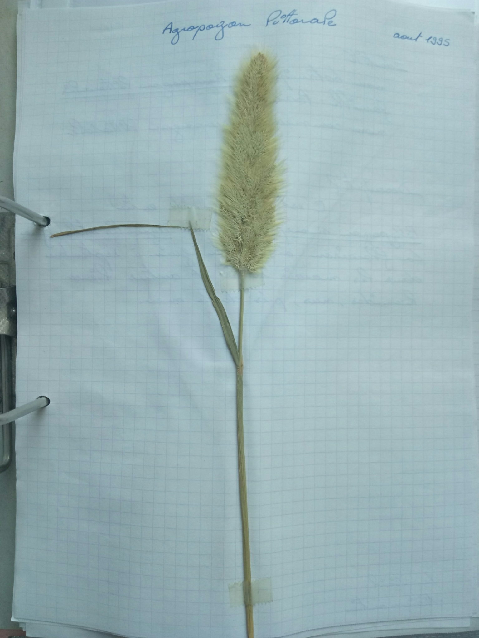 X Agropogon