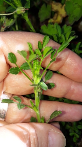 Image of Ononis pusilla by (c) Alessia Guggisberg, some rights reserved (CC BY)